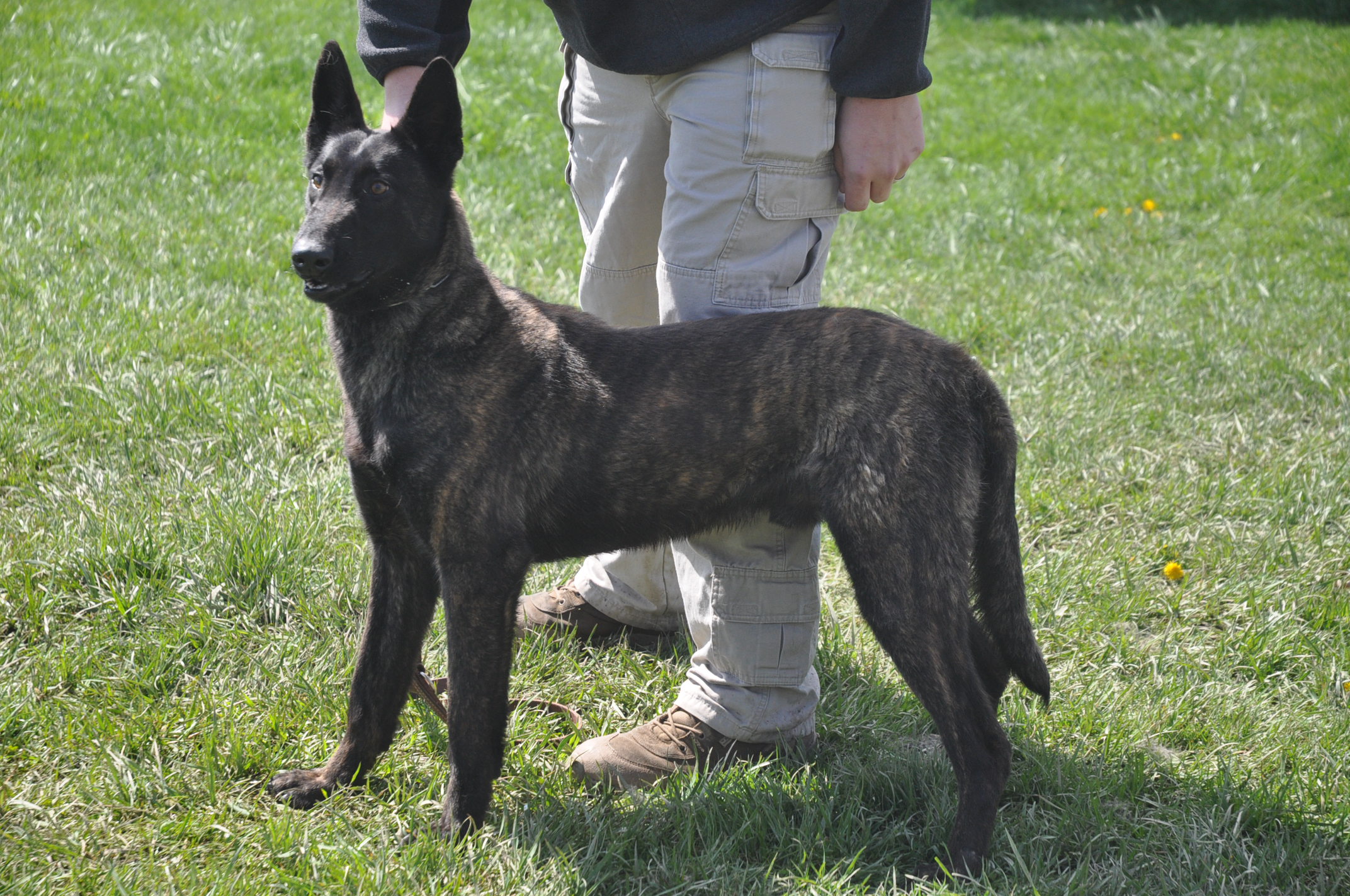 Dogo Cubano Puppies: Dogo Dutch Shepherd Dog With The Owner Breed