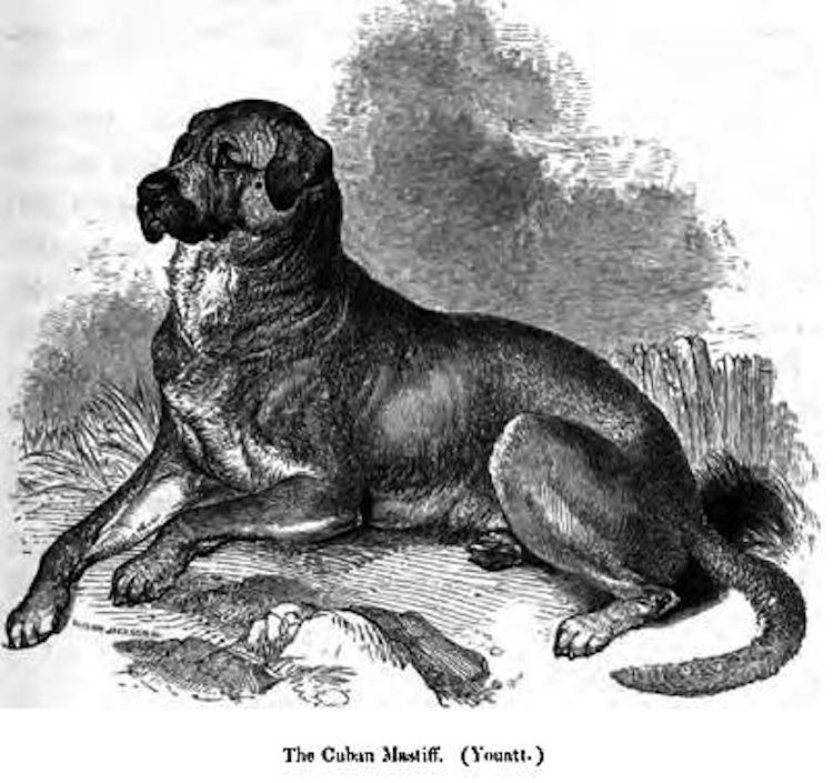 Dogo Cubano Dog: Dogo Endangered Dog Breeds And The Market Forces Behind