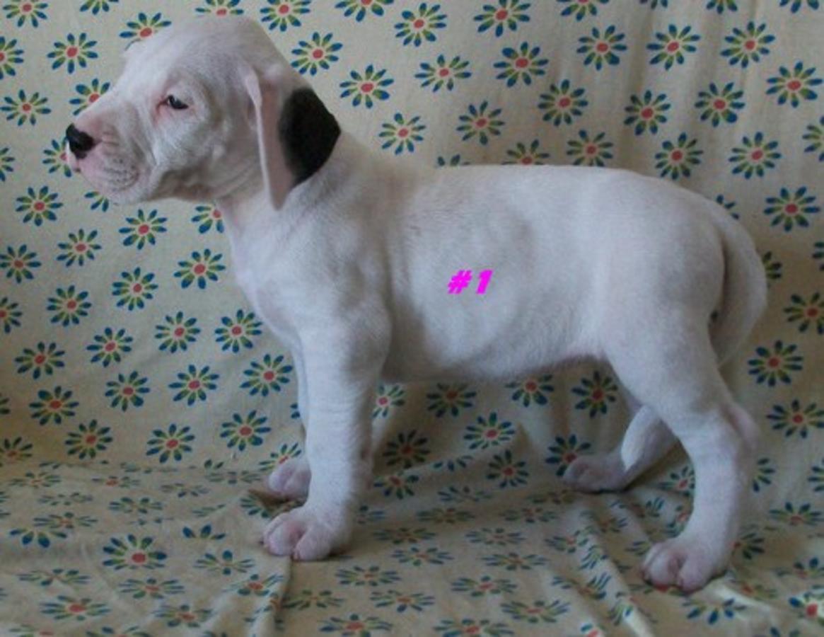 Dogo Argentino Puppies: Dogo Outstanding Dogo Argentino Puppies Breed