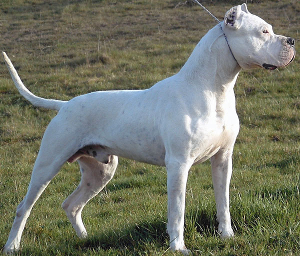 Dogo Argentino Dog: Dogo Pampero Ackon Cahuak Breed