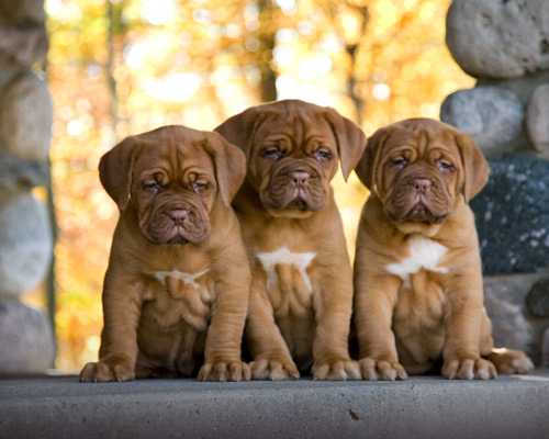 Dogue de Bordeaux Puppies: Dogue Dogue De Bordeaux Pictures Breed