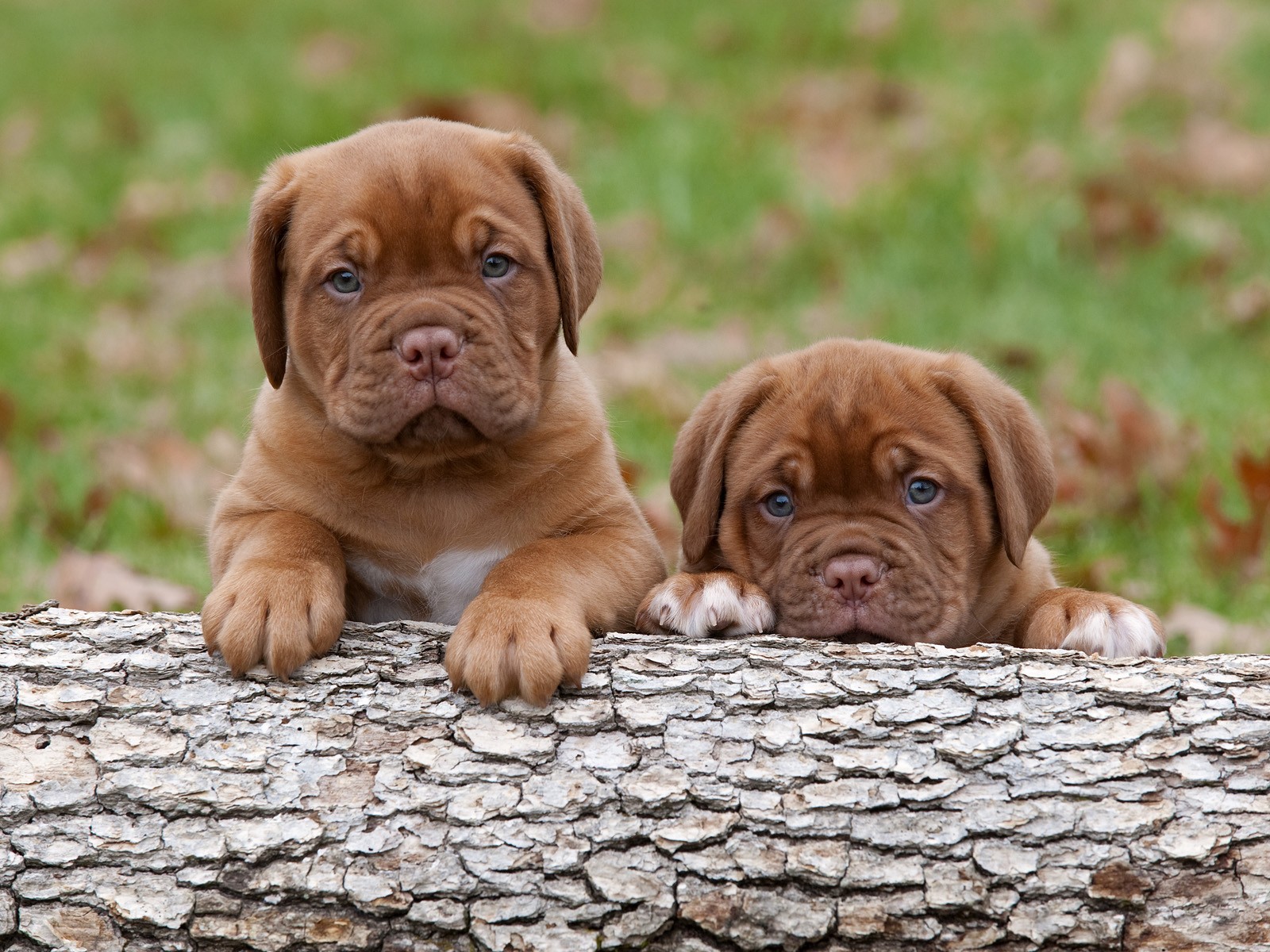 Dogue de Bordeaux Puppies: Dogue French Mastiff Dogue De Bordeaux Breed