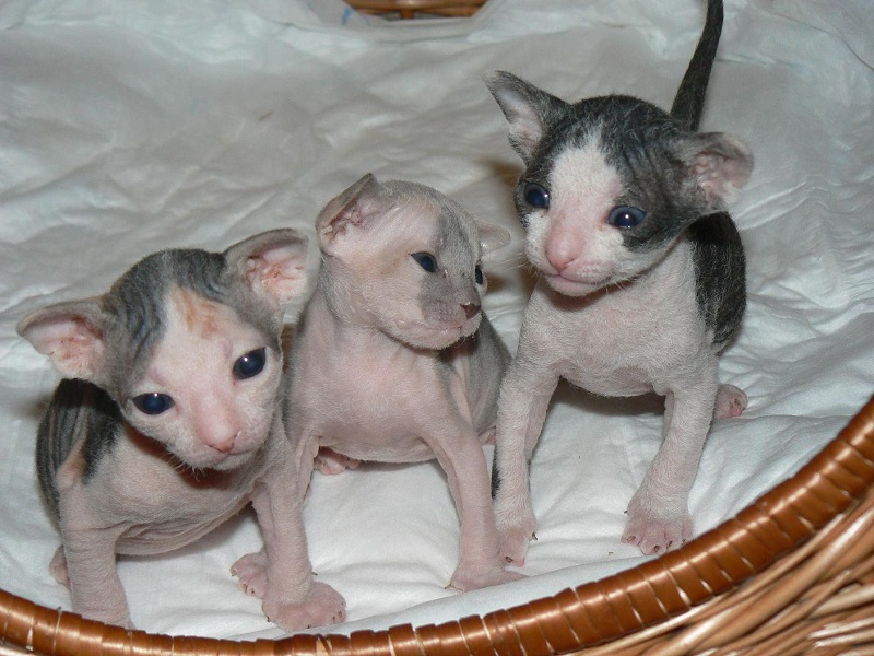 Donskoy Kitten: Donskoy Donskoy Or Don Sphynx Kittens Breed