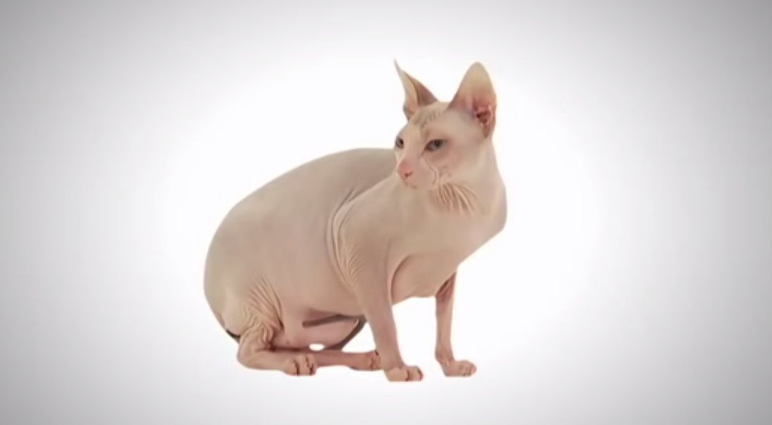 Donskoy Cat: Donskoy S Of Hairless Cat Breeds That Will Capture Your Cat Lady Heart