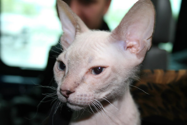 Donskoy Cat: Donskoy Ways The Donskoy Cat Breed Makes People Say What