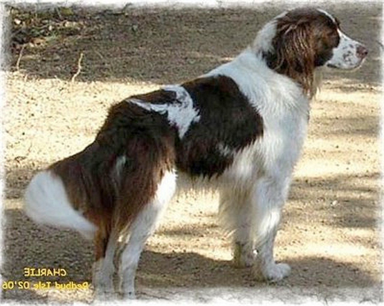 Drentse Patrijshond Puppies: Drentse Beautiful Drentse Patrijshond Dog Breed