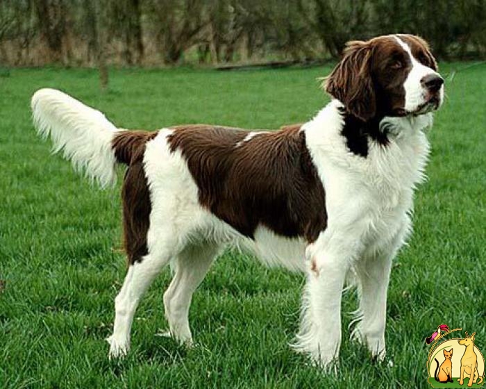 Drentse Patrijshond Dog: Drentse Drentse Partridge Dog Breed