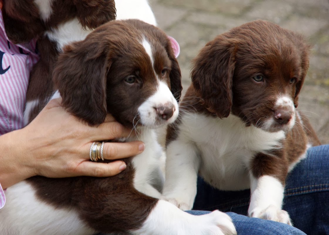 Drentse Patrijshond Puppies: Drentse Perdiguero De Drente Breed