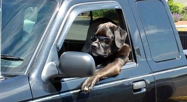 Drever Dog: Drever Cool Dog Driver Breed