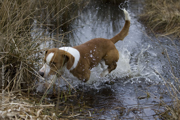 Drever Dog: Drever Drever Dog In The Water Breed
