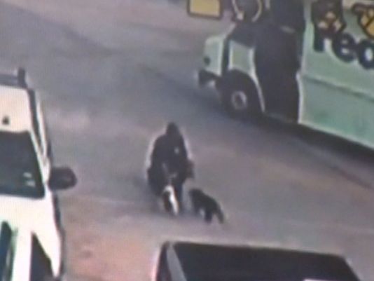 Drever Puppies: Drever Fedex Driver Steals Puppies Video Driver Caught On Camera Taking Puppies Breed