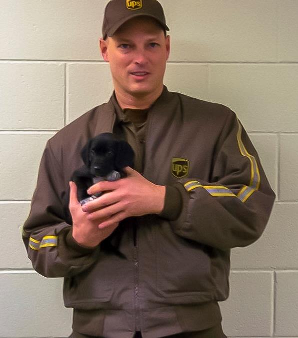 Drever Puppies: Drever Ups Driver Rescues Puppies From Side Of The Road Breed