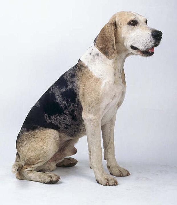 Dunker Dog: Dunker Dunker Dog Portrait Breed