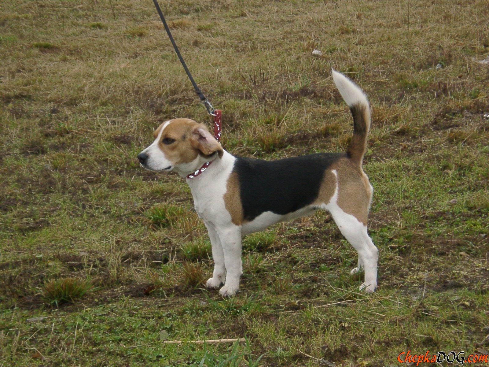 Dunker Puppies: Dunker Dunker Is Balanced And Intelligent Breed