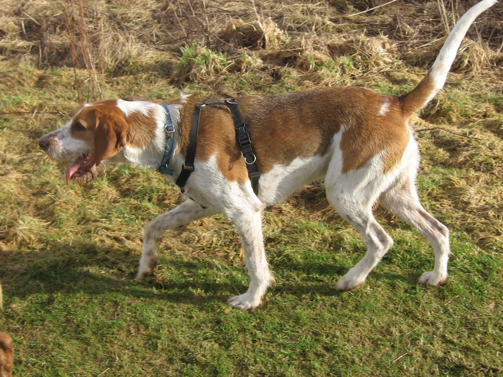 Dunker Puppies: Dunker Hunting English Foxhound Dog Breed