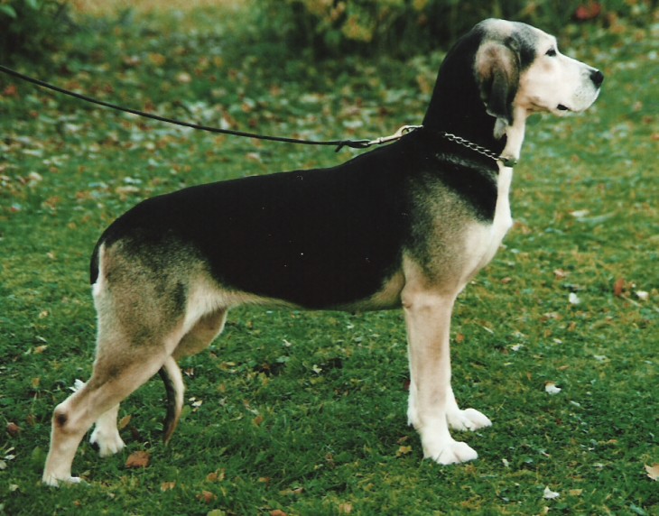 Dunker Dog: Dunker Racas De Caes Breed