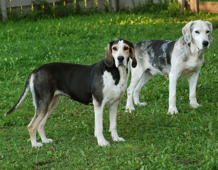 Dunker Dog: Dunker Two Lovely Dunker Dogs Breed