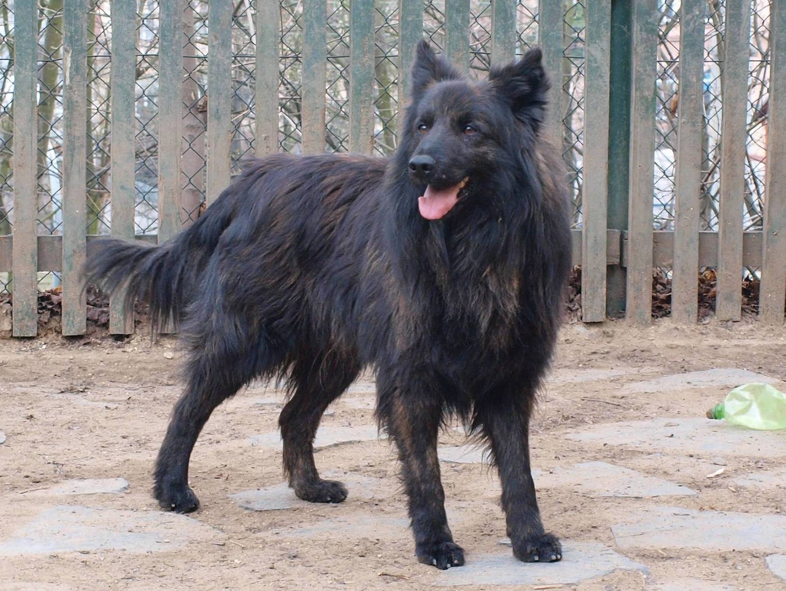 Dutch Shepherd Dog: Dutch Dutch Shepherd Dog Near The Fence Breed