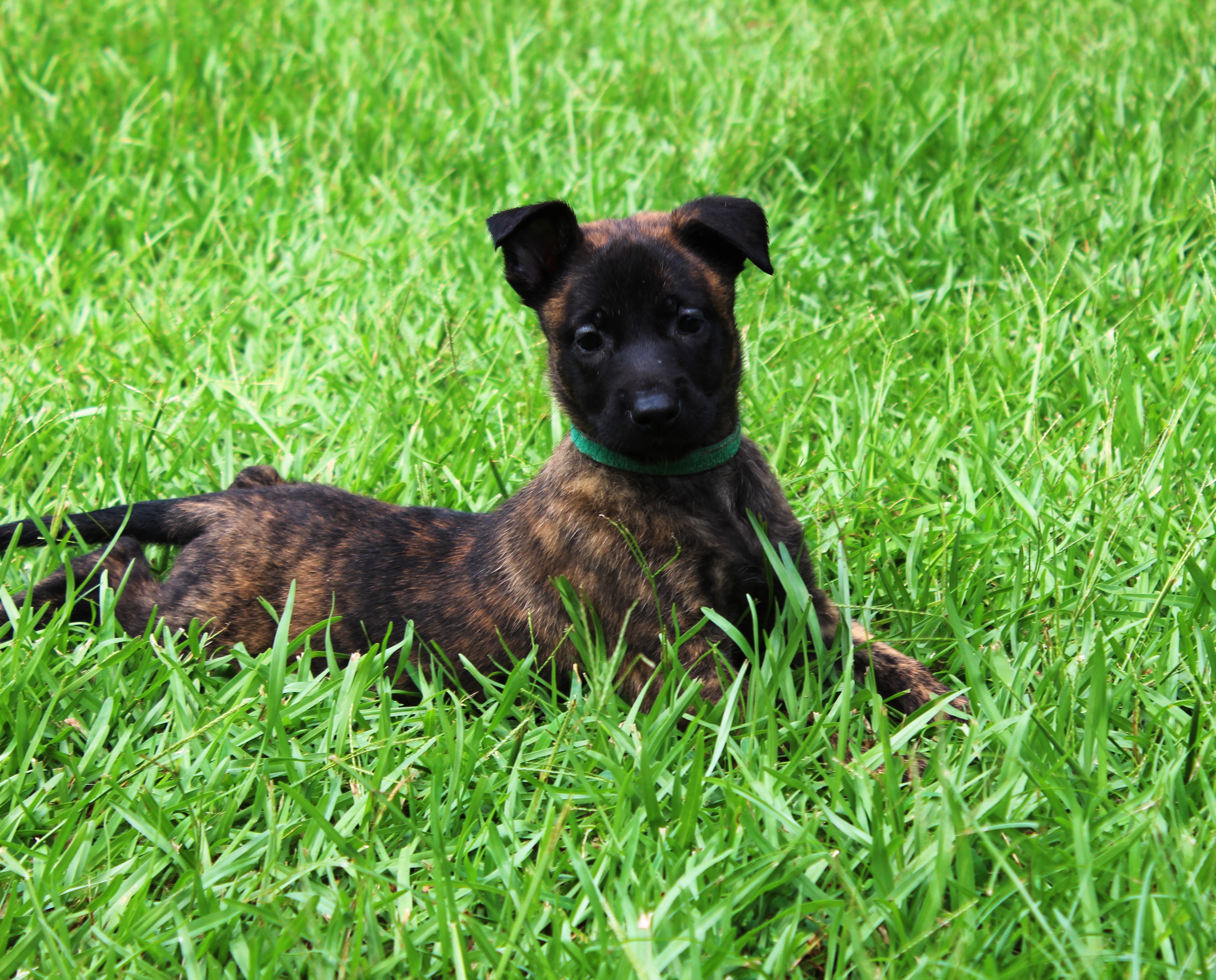 Dutch Shepherd Puppies: Dutch Dutch Shepherd Puppies For Sale In Ms Breed