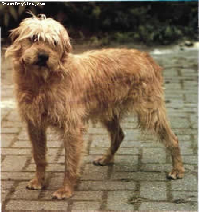 Dutch Smoushond Puppies: Dutch Dutch Smoushond Dogs Terriers Breed