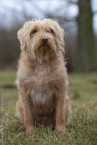 Dutch Smoushond Dog: Dutch Dutchsmoushond Breed