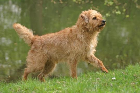 Dutch Smoushond Dog: Dutch Walking Dutch Smoushond Dog Breed