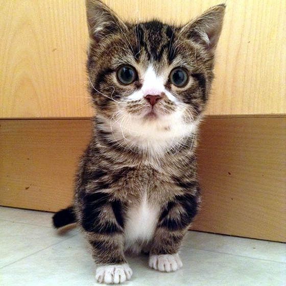 Dwarf Kitten: Dwarf Breed