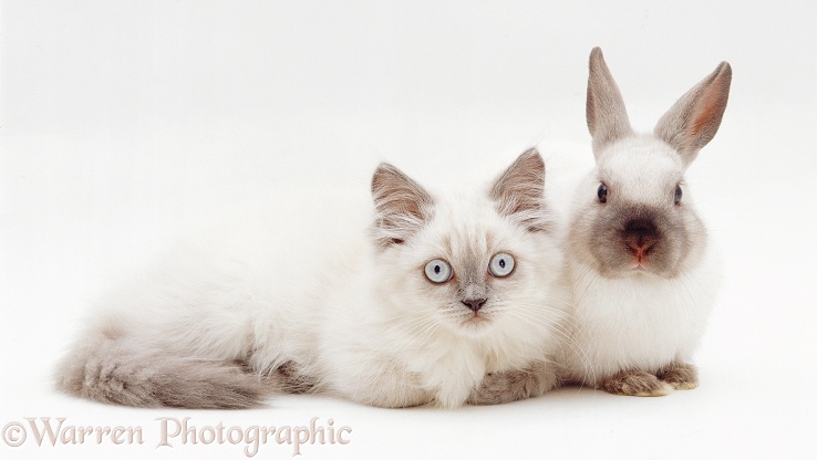 Dwarf Kitten: Dwarf Colourpoint Kitten With Colourpoint Dwarf Rabbit Breed