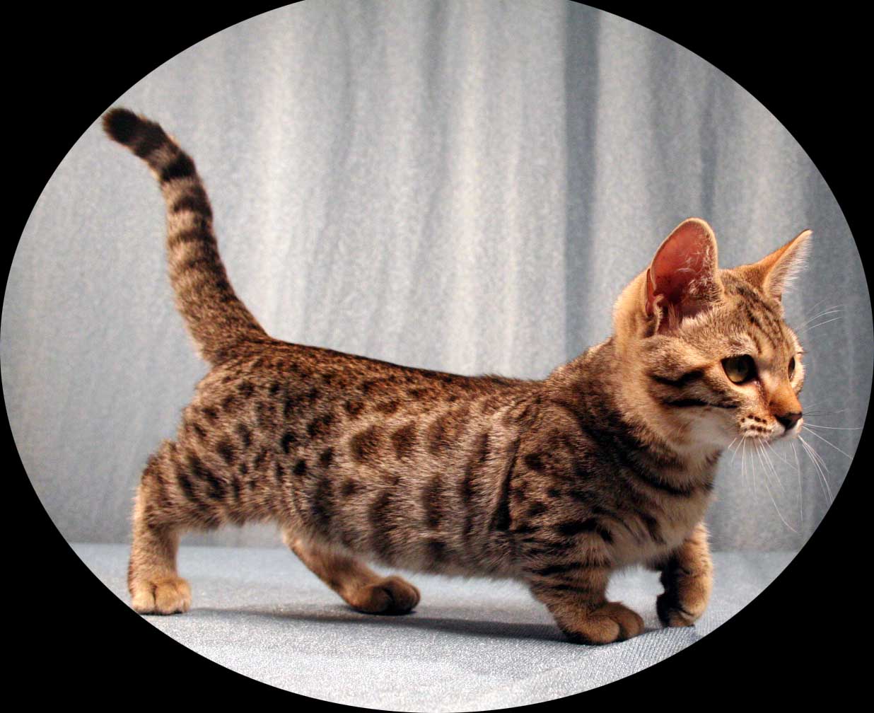 Dwarf Kitten: Dwarf Smallest Breeds Of Cats