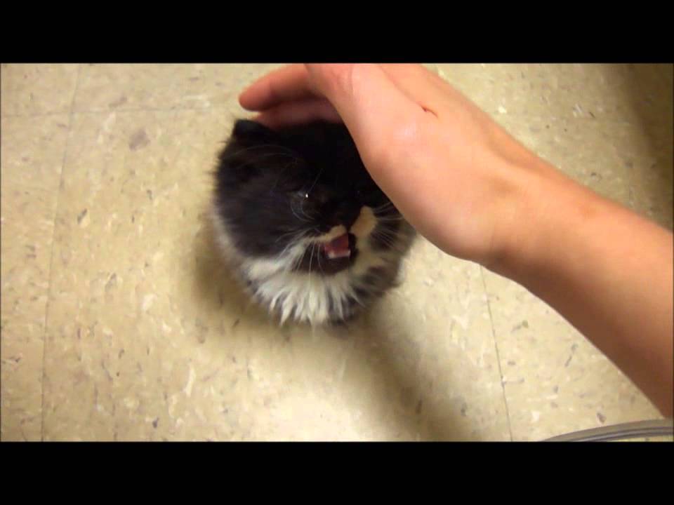 Dwarf Kitten: Dwarf Watch Breed