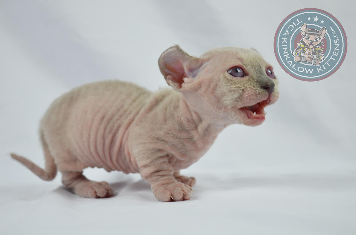 Dwelf Kitten: Dwelf Dwelf Kitten Available Munchkin With Curled Ears Breed