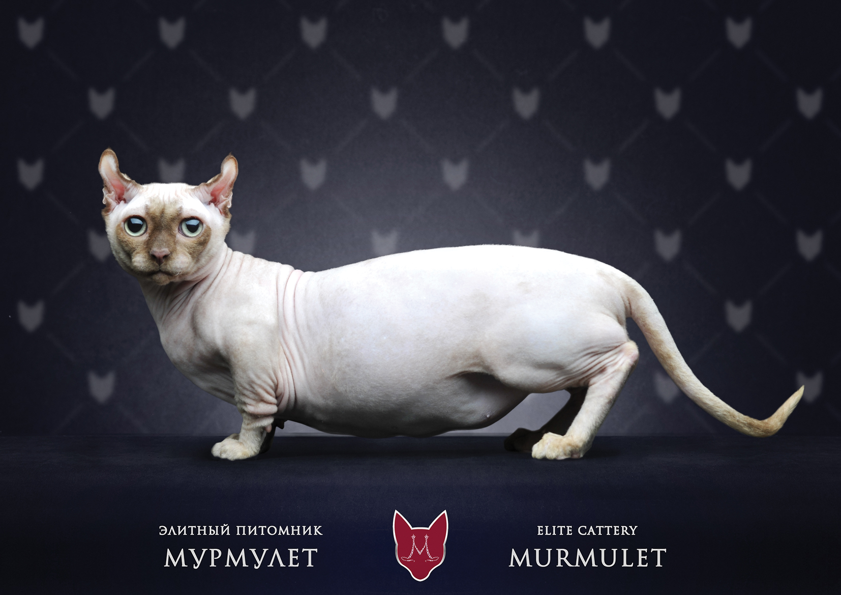 Dwelf Cat: Dwelf O Porode Dvelf Breed