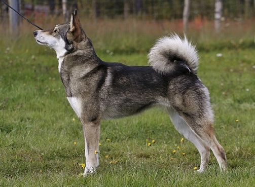 East Siberian Laika Dog: East East Siberian Laika Breed