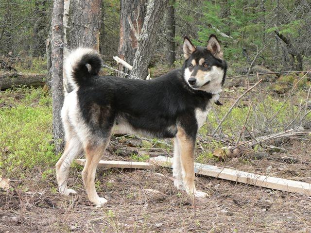 East Siberian Laika Dog: East East Siberian Laika Dog Near The Tree Breed