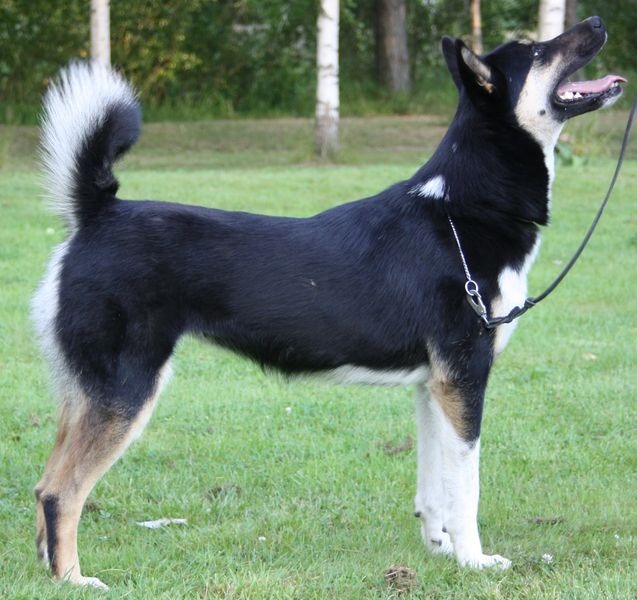 East Siberian Laika Dog: East Wolf Dogsworking Dogs Breed