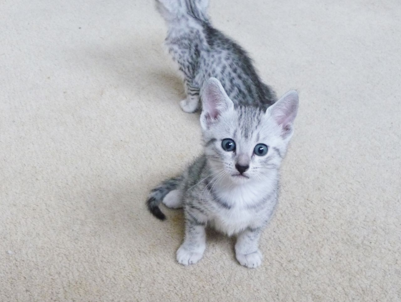 Egyptian Mau Kitten: Egyptian Beautiful Pedigree Egyptian Mau Kittens For Sale Swindon Breed
