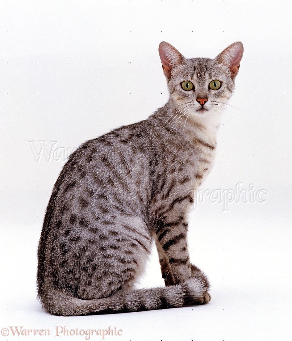 Egyptian Mau Cat: Egyptian F Breed