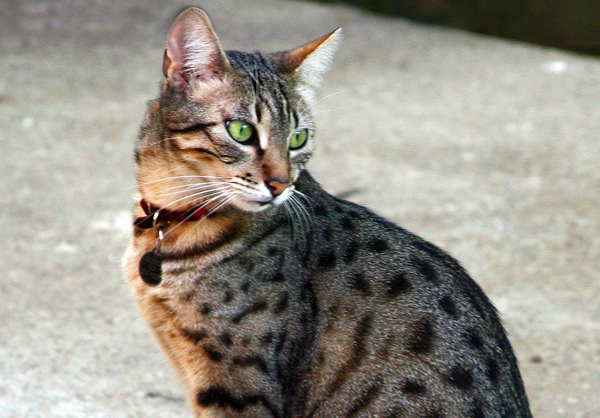Egyptian Mau Cat: Egyptian Funstoc Breed