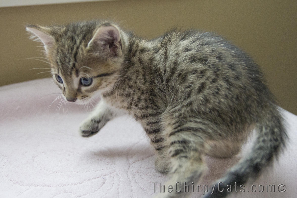 Egyptian Mau Kitten: Egyptian Very Cute Egyptian Mau Kitten Pictures And S Breed