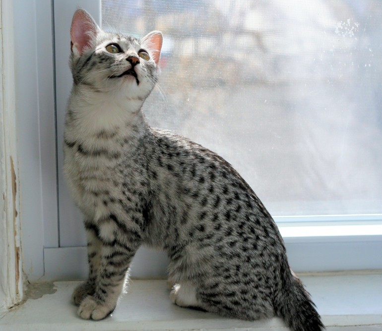 Egyptian Mau Kitten: Egyptian Wintermuse Is A Perfect Little Lady Breed