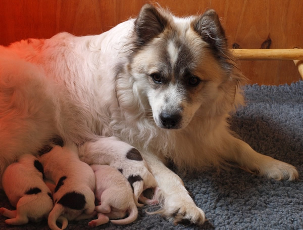 Elo Puppies: Elo De Elo Rashond Is Een Fijne Familiehond Breed