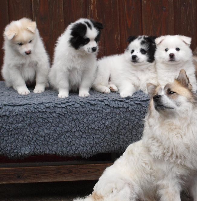 Elo Puppies: Elo Meeste Elo Puppies Inmiddels Bij Hun Nieuwe Baasjes Breed