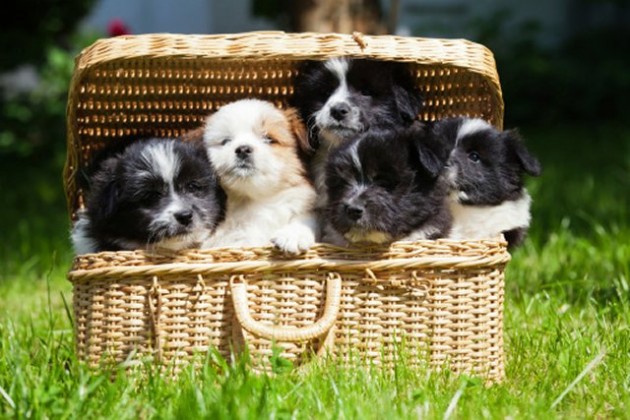 Elo Puppies: Elo Puppy Pictures Will Melt Heart Breed