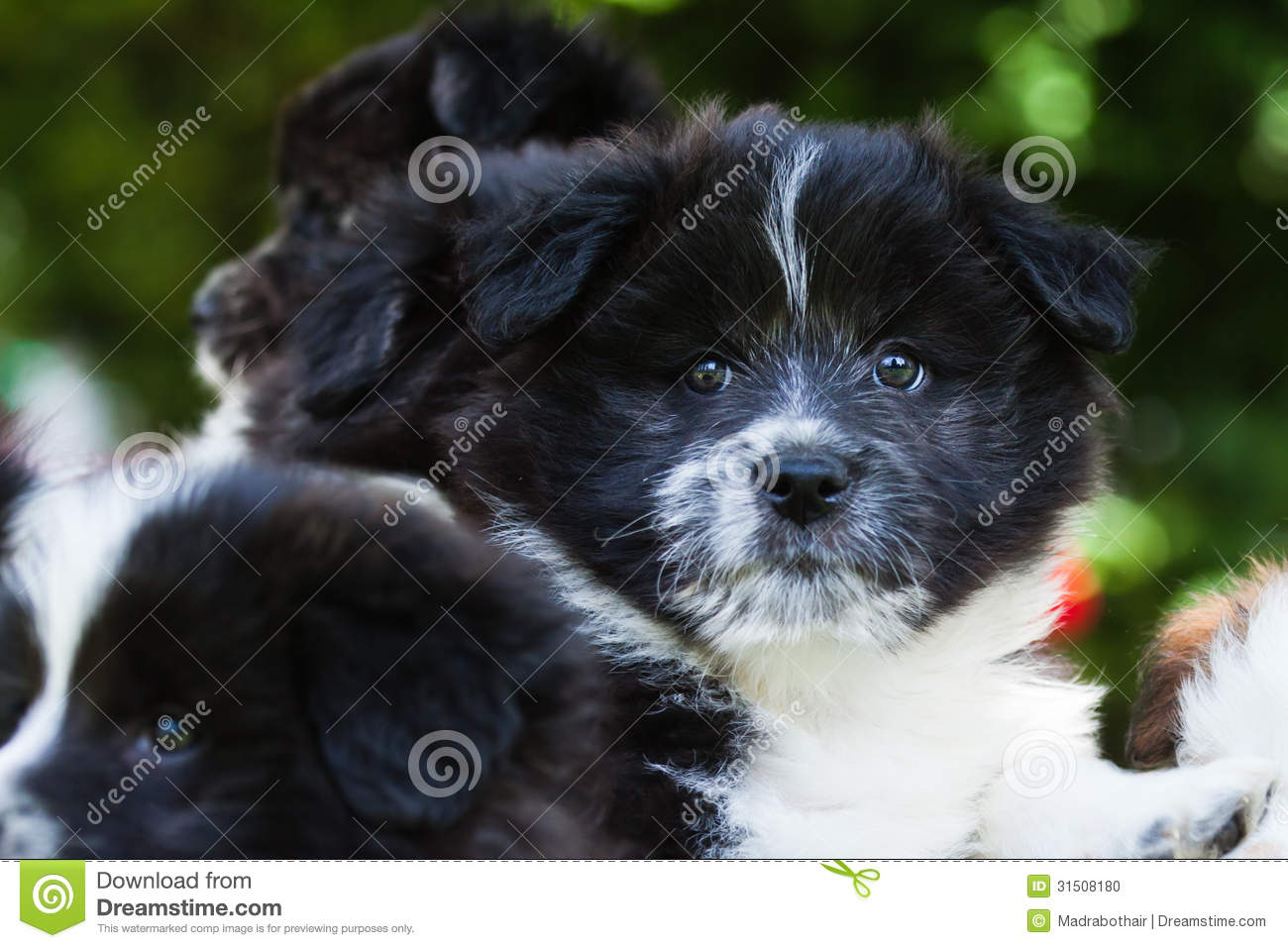 Elo Puppies: Elo Stock Cute Puppies Elo German Dog Breed 