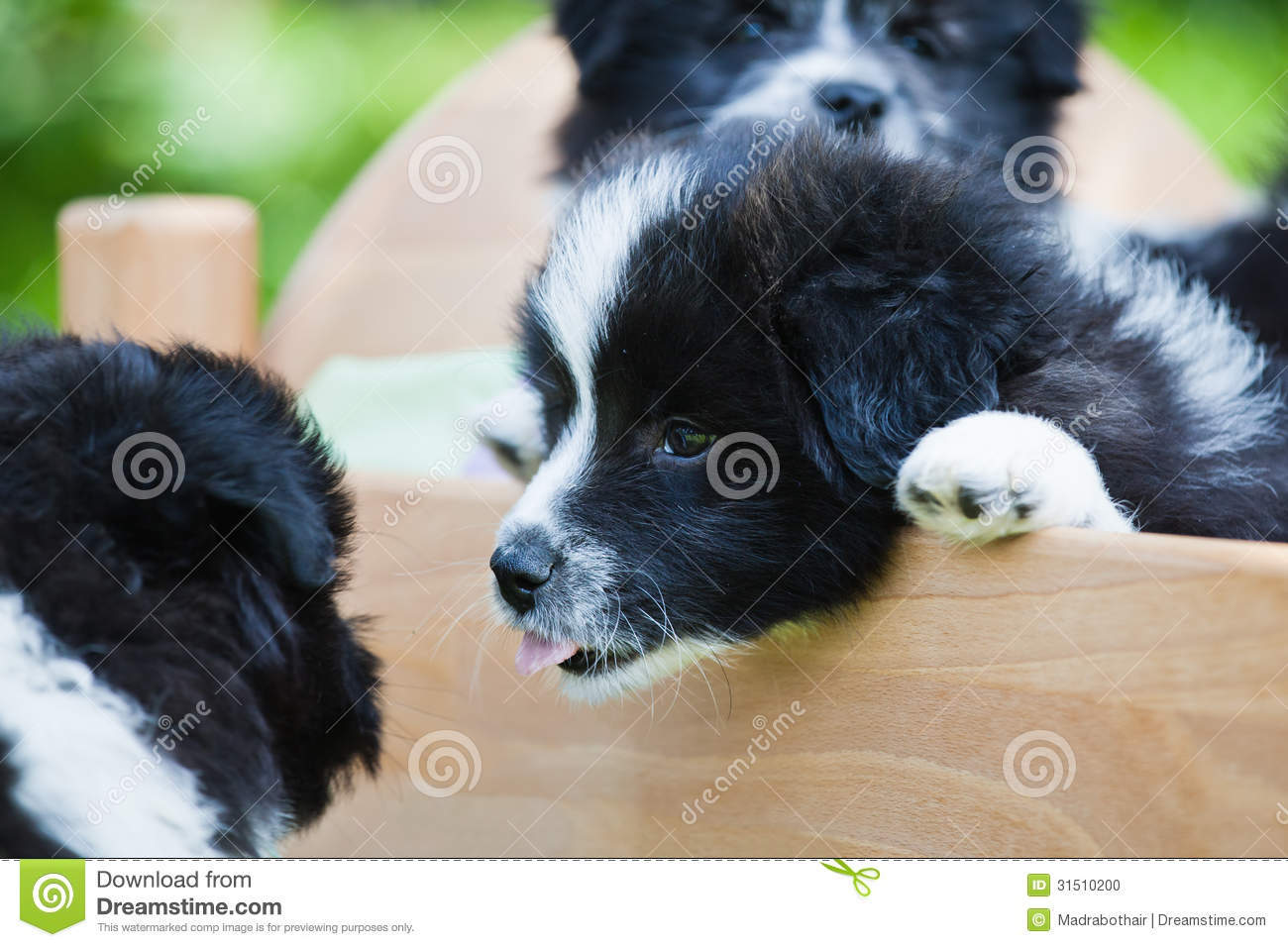 Elo Puppies: Elo Stock Funny Scene Puppies Elo German Dog Breed Where One Puppy Sticks Tongue Out 
