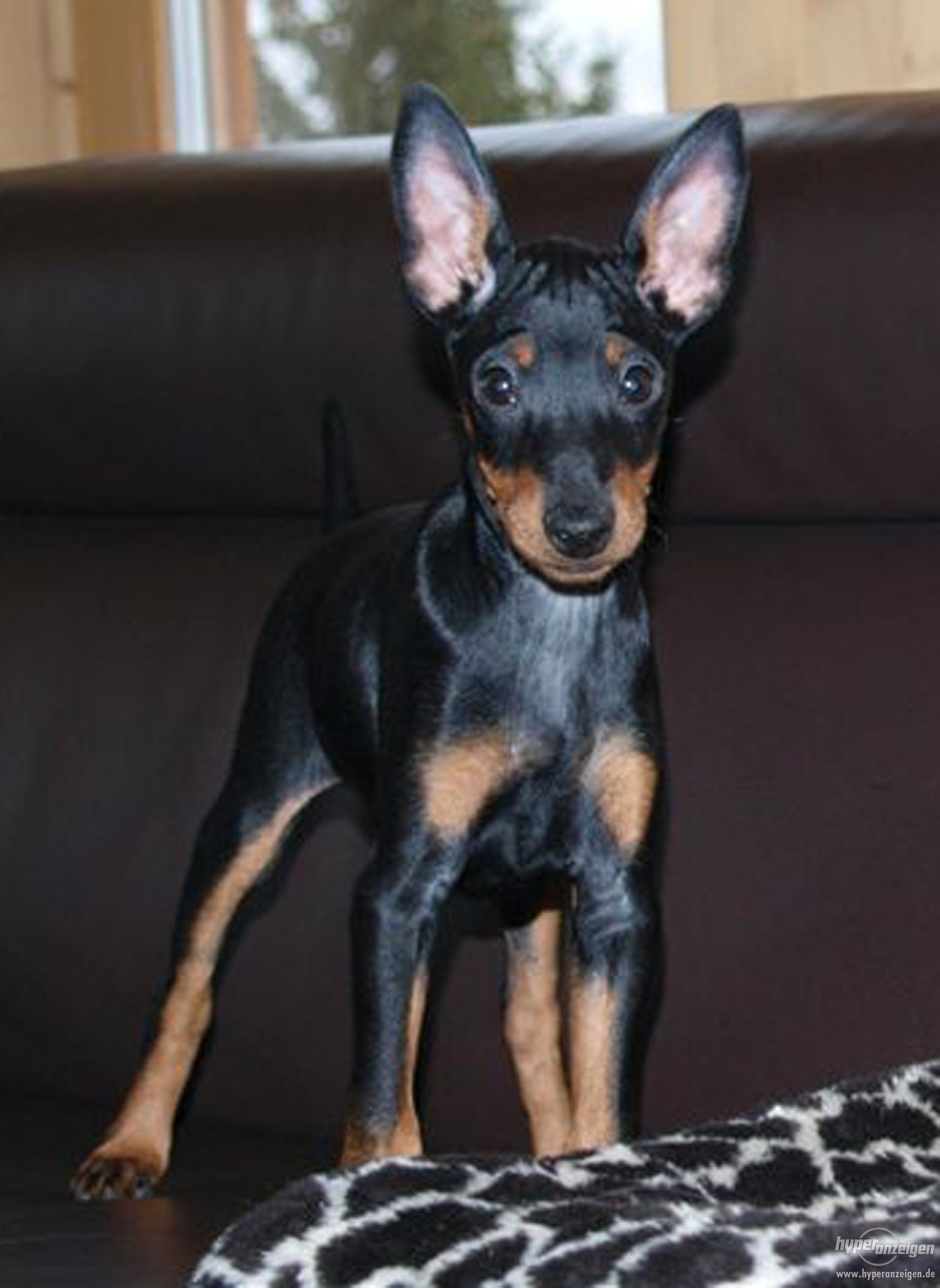 English Toy Terrier (Black & Tan) Puppies: English Coton De Tulear Dog Breed 