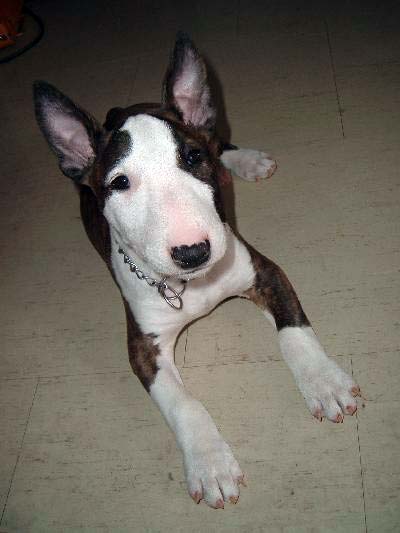 English White Terrier Puppies: English English Bull Terriers On Atypically Breed