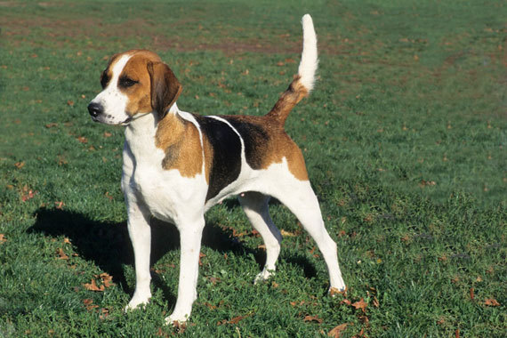 English Foxhound Dog: English English Foxhound Breed