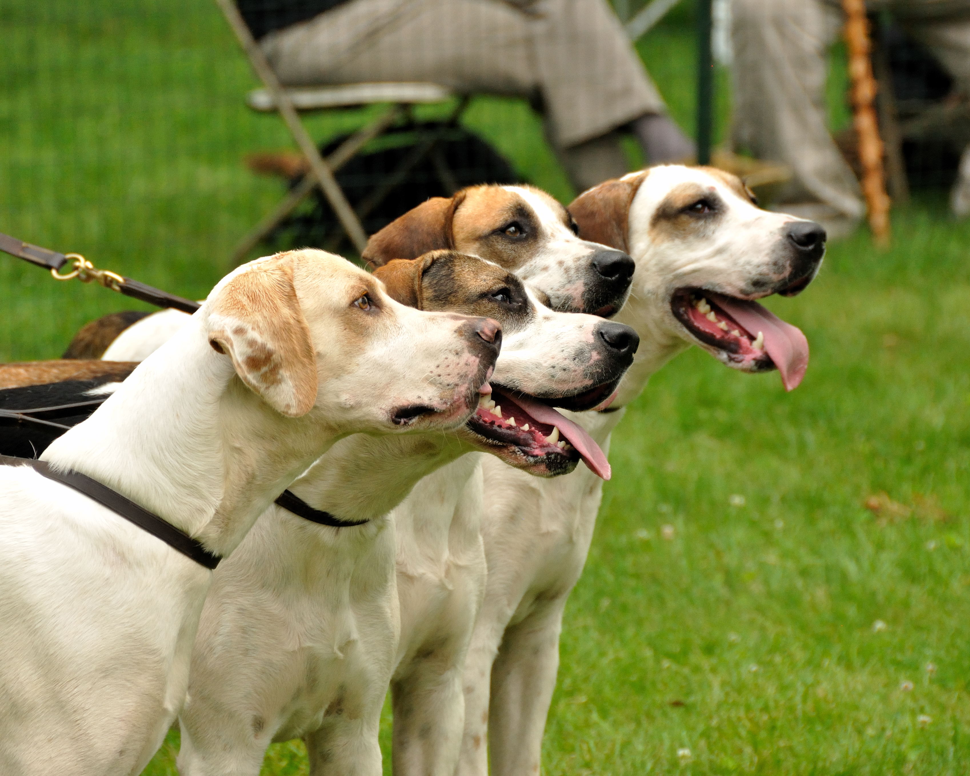 English Foxhound Puppies: English English Foxhound Dogs Breed