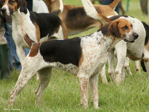 English Foxhound Puppies: English English Foxhound Favorite Pet Of Breed